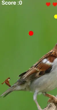 House Sparrow Screen Shot 4