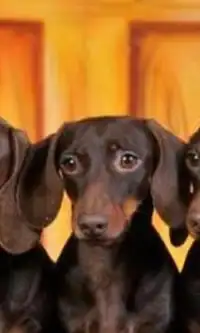 Dachshund hd Jigsaw Puzzle Screen Shot 1