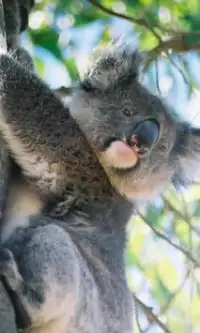 Koala Jigsaw Puzzles Screen Shot 2