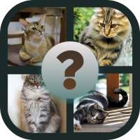 Cat Quiz - Guess The Cat Breed 2020