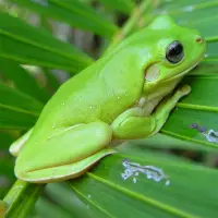 Frogs Jigsaw Puzzles Screen Shot 3
