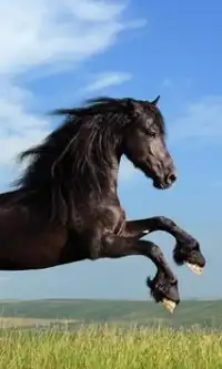 馬のジグソーパズル Screen Shot 2