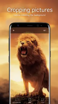 Lion Wallpapers 4K Screen Shot 2