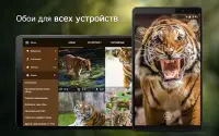 Обои с тиграми | Тигры от 7Fon Screen Shot 5