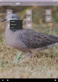 Spotted dove sounds Screen Shot 5