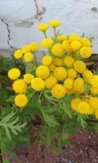Tansy Flowers Jigsaw Puzzle Screen Shot 1