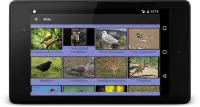 104 Birds Quiz Screen Shot 11