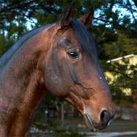 Horses Jigsaw Puzzles Collection