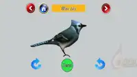 Birds 3D Screen Shot 1