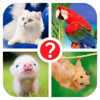 Guess the word - photo quiz