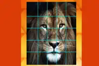 Lion and Big Cats-Puzzle Slide Screen Shot 5
