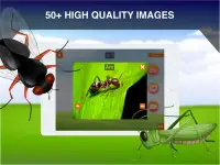 الحشرات البطاقات التعليمية Screen Shot 7