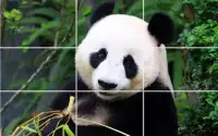 Tile Puzzle - Bears Screen Shot 4