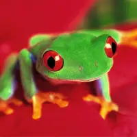 Frogs Jigsaw Puzzles Screen Shot 4