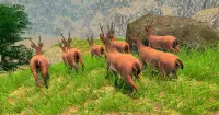 Deer hunter 2020 - jacht op boogschieten op herten Screen Shot 4