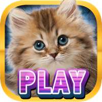 Casino Kitty - Free Cat Slots