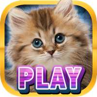 Casino Kitty Free Slot Machine