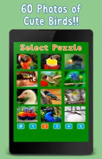 Jogo da Puzzle: aves e pássaros Screen Shot 8