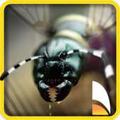 Ant & Bug Smasher
