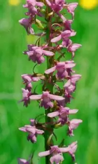 Orchis Flowers Jigsaw Puzzle Screen Shot 2