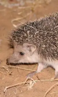 Hedgehog quebra-cabeças Screen Shot 1