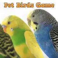 Pet Birds Game Screen Shot 0