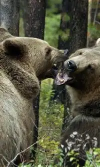 Медведь Логическая Игра Пазл Screen Shot 1