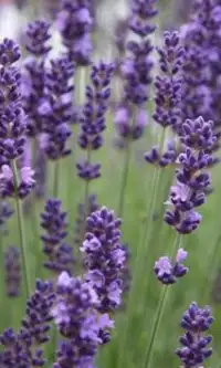 Flores de lavanda puzzles Screen Shot 1