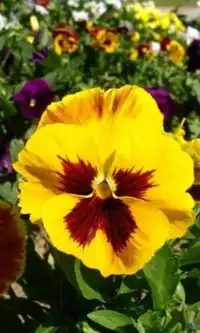 Pansies Flowers Jigsaw Puzzle Screen Shot 0