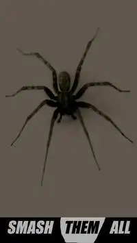 The Spider Smasher Screen Shot 4