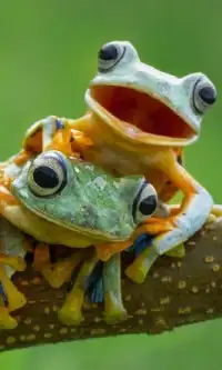 Frogs Jigsaw Puzzles Screen Shot 2
