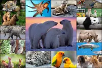 Puzzlespiel mit Tieren Kinder Screen Shot 5