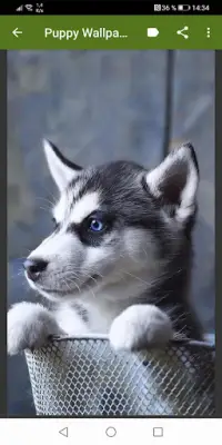 Cute puppies Wallpapers Screen Shot 0