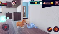 Pomeranian Dog Simulator Screen Shot 13