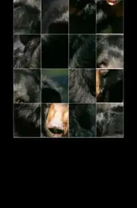 Bear Puzzle Screen Shot 2