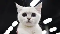 Kitty Adventure: arcade with little kitty Screen Shot 0