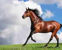 馬のジグソーパズル Screen Shot 3