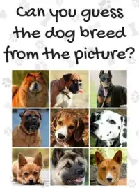 Dog Breeds Quiz Screen Shot 10