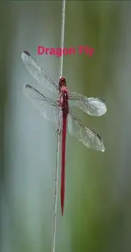 Dragon Fly Screen Shot 1