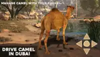 Fahren Sie Kamel in Dubai Screen Shot 0