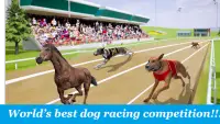 Dog Run - Pet Greyhound Dog Simulator Race 3D 2021 Screen Shot 4