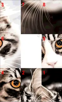 Rompecabezas de Gatos Screen Shot 3