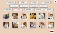 Guess the Cat: Tile Puzzle Screen Shot 1