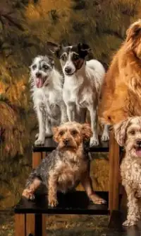 Dogs and Puppies Jigsaw Puzzle Screen Shot 0