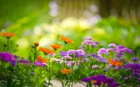 Сад Живые Обои 💚 Красивые Цветы Картинки Screen Shot 6