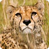 Wild Cheetah Slots