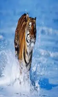 Tigers Games Screen Shot 4