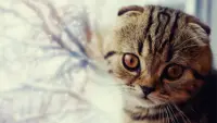 Jigsaw Puzzles - FREE - Cats & Kittens Screen Shot 6