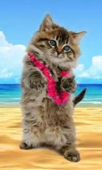 Funny cats Dancing and playing Screen Shot 3