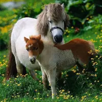 Horses Jigsaw Puzzles Screen Shot 9